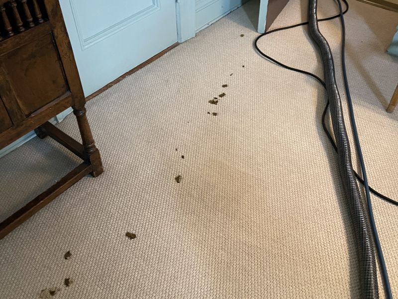 Woven carpet before cleaning by Dr Carpet